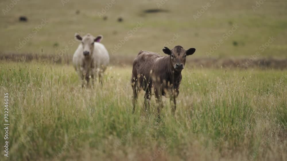 wagyu and angus cattle are Agricultural free range livestock on a farm. Cows grazing on free range green pasture and native grasses. Fat cow in a field on a farm wagyu and angus cattle are Agricultural free range livestock on a farm. Cows grazing on free range green pasture and native grasses. Fat cow in a field on a farm