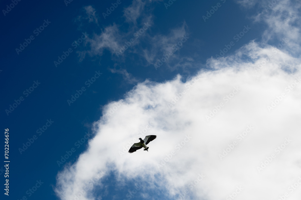 birds in the sky birds in the sky