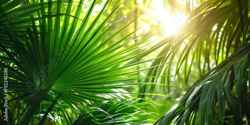 Sunlight shines behind a grove of green palms, tropical vegetation background banner with copy space © Intelligence Studio