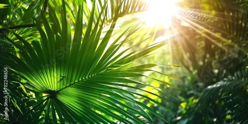 Sunlight shines behind a grove of green palms  tropical vegetation background banner with copy space