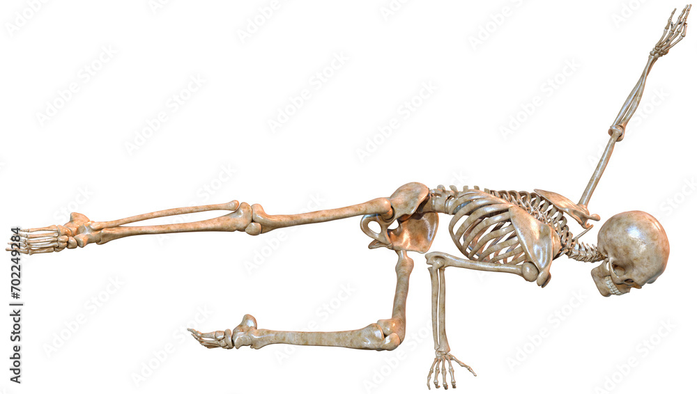 Fototapeta premium 3D Rendering Human Skeleton on White