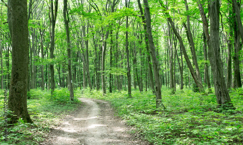 Fototapeta Naklejka Na Ścianę i Meble -  green Forest trees. nature green wood sunlight backgrounds