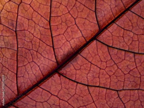 Various autumn dried leaves falling on a white background close-up, herbarium