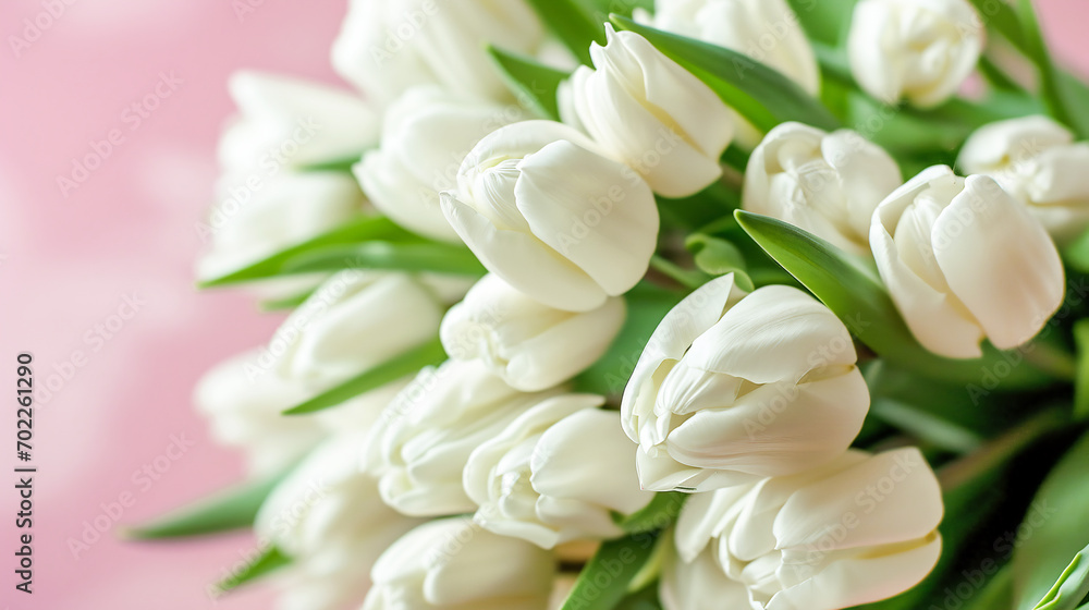Fototapeta premium Beautiful floral background with white tulips on pink pastel blue background. Banner template for women's mother's day