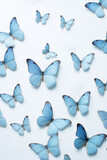 blue butterflyes pattern  isolated on white background