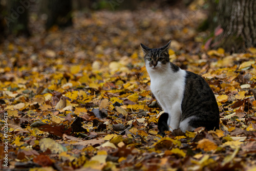 Cat sitting in autumnal forest