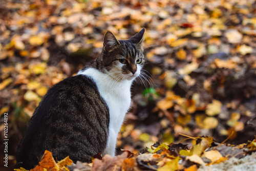 Cat sitting in autumnal forest