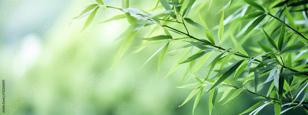 Obraz premium Green bamboo and leaves. background bamboo, growing.nature.