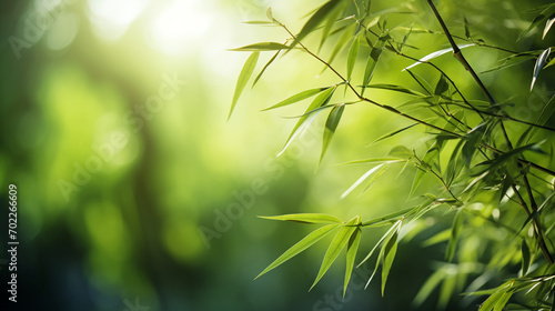 Green bamboo and leaves. background bamboo, growing.nature.