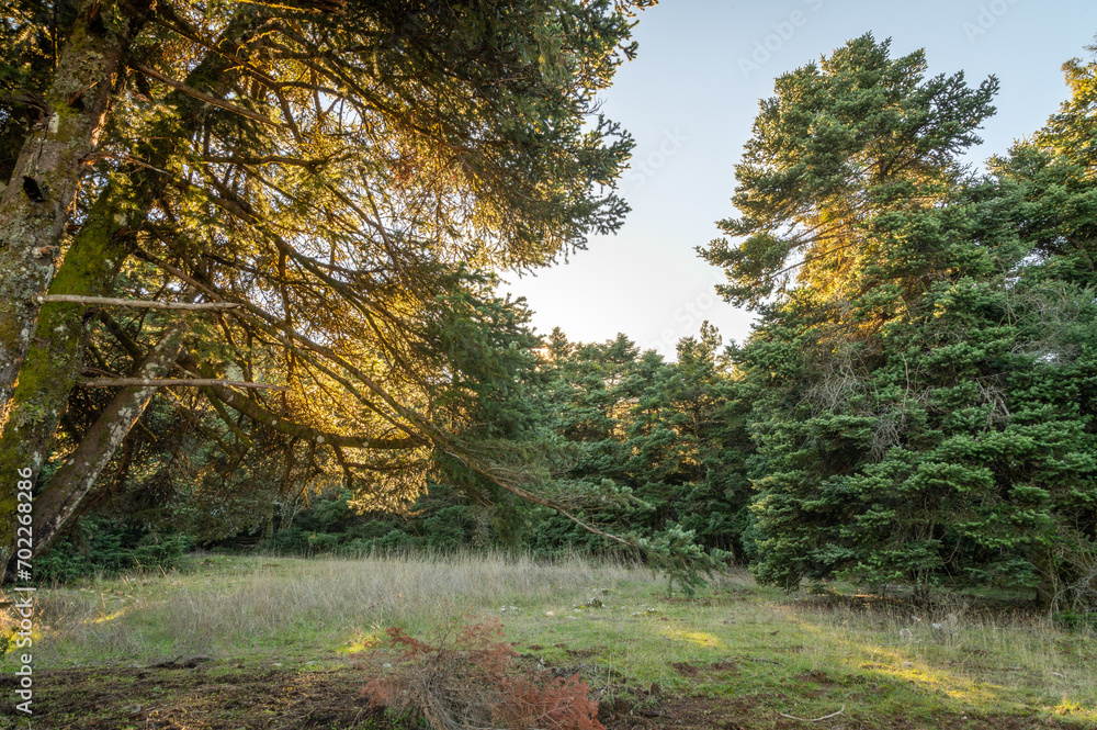 Fototapeta premium Pine trees in the forest