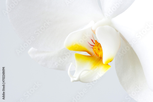 Macro photography of petals of a blooming orchid phalaenopsis isolated on white background.