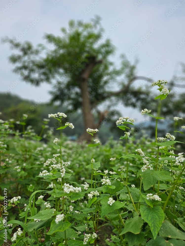 flowers in the garden