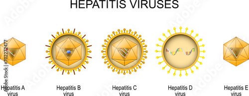 Hepatitis viruses. Structure and anatomy of virio