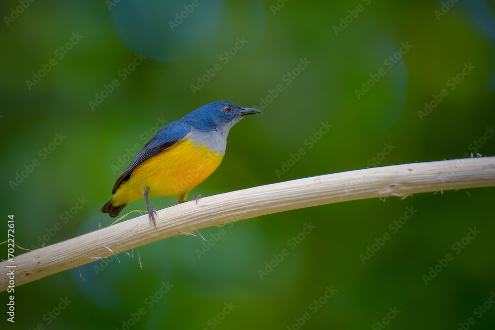 orange-bellied flowerpecker orange-bellied flowerpecker