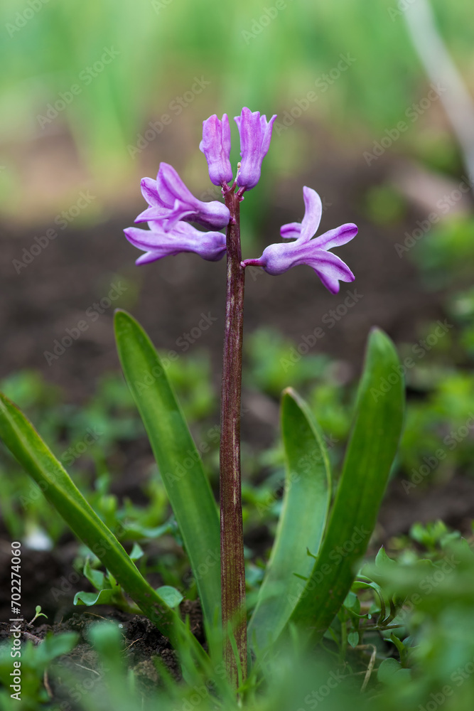 Colorful hyacinths flowering in a spring garden - selective focus Colorful hyacinths flowering in a spring garden - selective focus