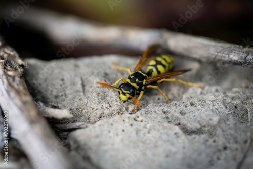 une abeille posée sur le rocher en macrophotographie dans la nature en Provence © David H