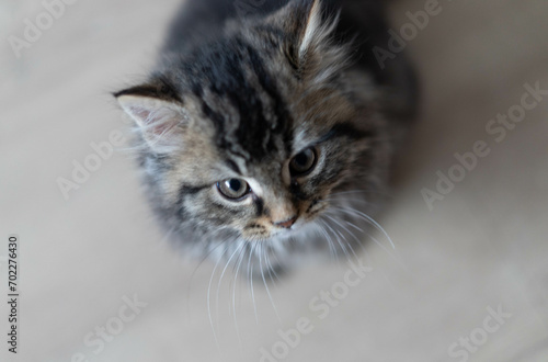 Portrait of kitten from top