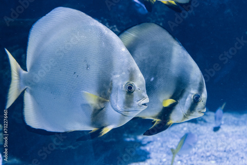 Fish swimming at the bottom of the sea. Underwater wildlife photography.