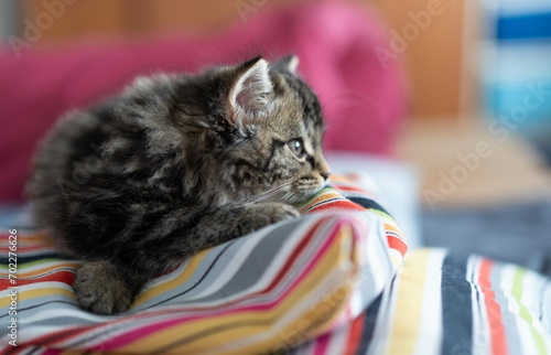 pensive cat on bed