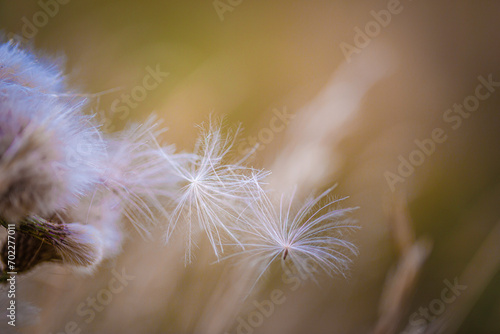 fleur de pissenlit au vent dans un champs pour l   t   et le printemps