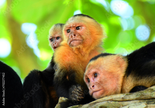 Family titi monkey in Manuel Antonio, Costa Rica photo