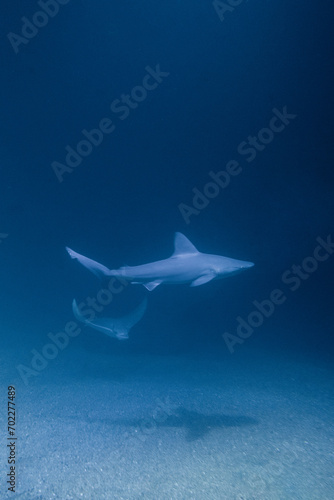 Underwater photograph of a shark swimming whit a manta at the bottom of the sea.