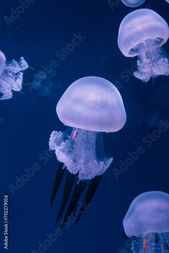 Jellyfish swimming on the blue sea bottom