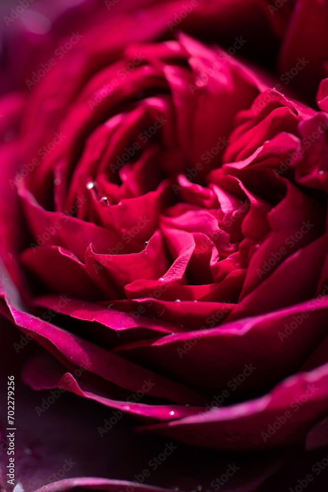 Obraz premium art abstract background of stunning deep red-purple rose . extreme macro