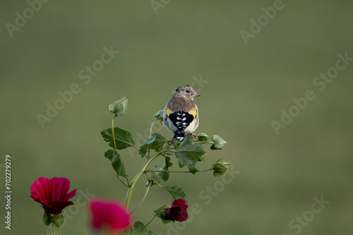 Goldfinch sitting on a flower with bokeh