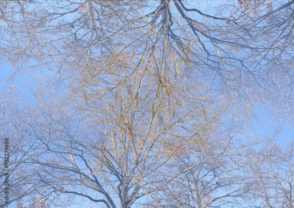 tree branches, abstract drawing, silhouettes, light and shadow, sunny day, background, background for a postcard, pastel sky, spring dreams, compositing, fairy tale plot tree branches, abstract drawing, silhouettes, light and shadow, sunny day, background, background for a postcard, pastel sky, spring dreams, compositing, fairy tale plot