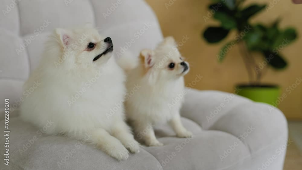 Portrait of white, happy smiling dogs of the spitz breed. Beloved pet in the beautiful home. Portrait of white, happy smiling dogs of the spitz breed. Beloved pet in the beautiful home.