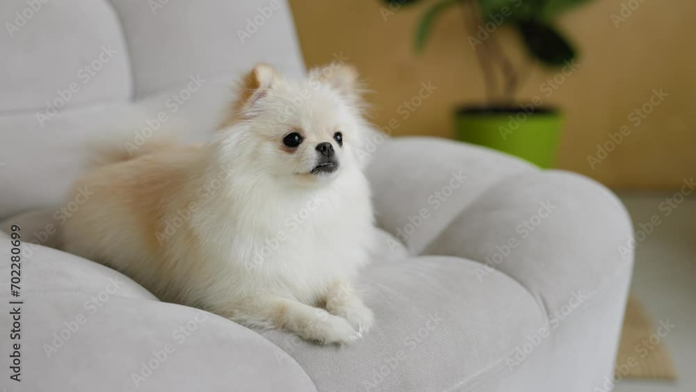 Portrait of white, happy smiling dogs of the spitz breed. Beloved pet in the beautiful home. Portrait of white, happy smiling dogs of the spitz breed. Beloved pet in the beautiful home.