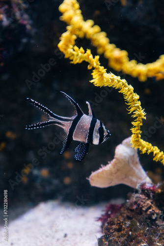 Fish swimming at the bottom of the sea. Underwater wildlife photography.