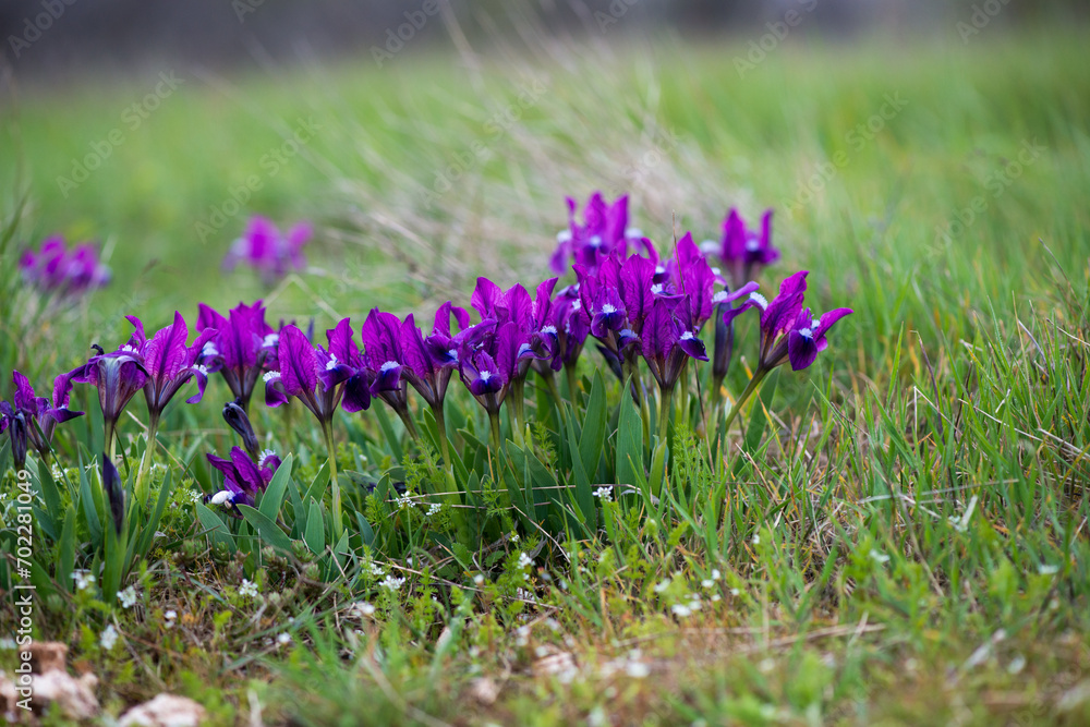 Wild irises blooming in spring - selective focus, copy space Wild irises blooming in spring - selective focus, copy space