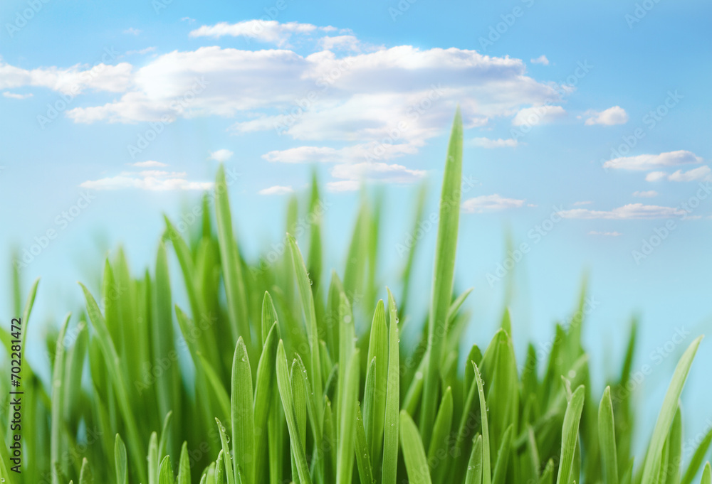 Obraz premium Fresh spring bokeh abstract background