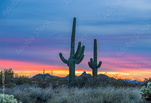 Two Saguaro Cacti At Sunset Time In Scottsdale Arizona