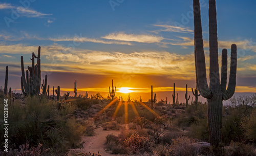 Sunset time in the Arizona desert with Saguaro cactus © Ray Redstone