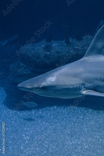 Underwater photograph of a shark swimming alone at the bottom of the sea.