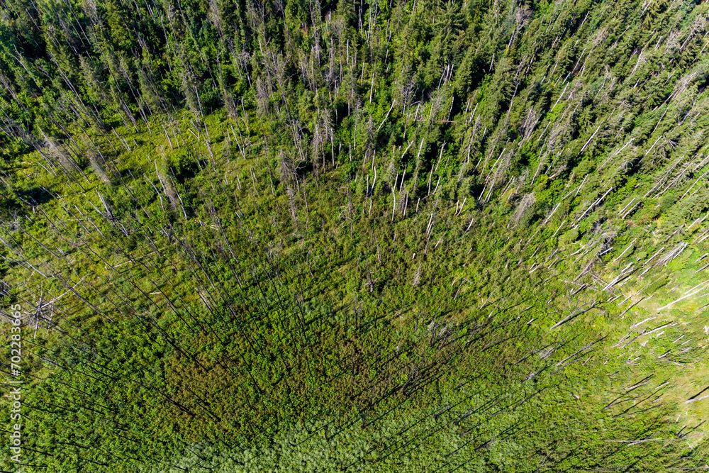 Dead trees in a forest overgrown after a fire, aerial view Dead trees in a forest overgrown after a fire, aerial view