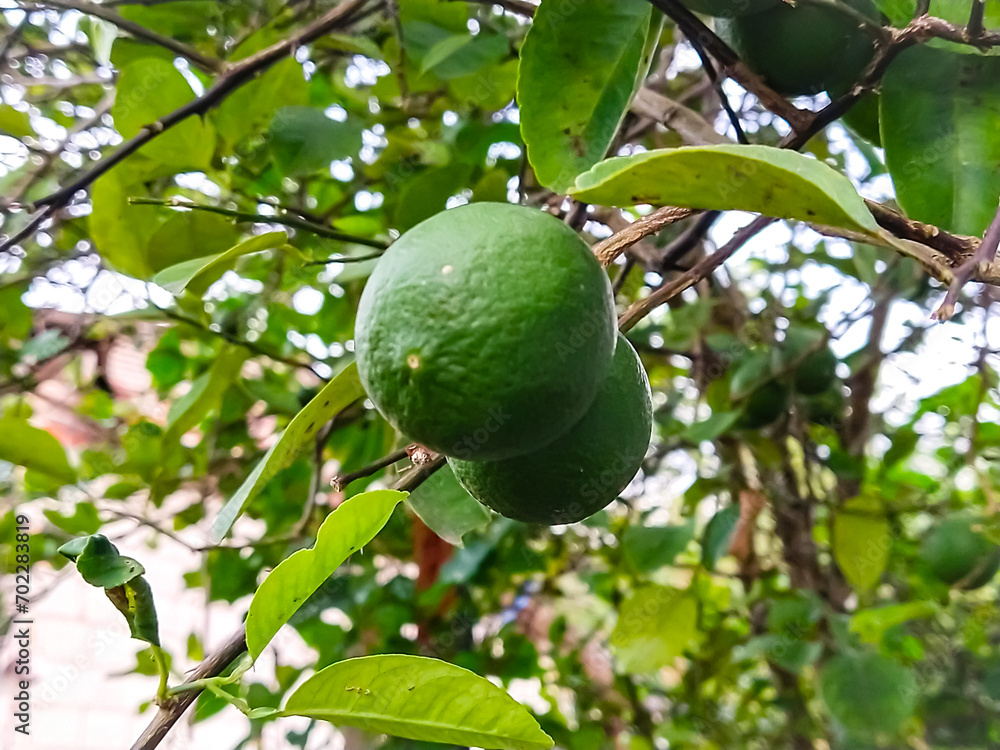 lime on tree lime on tree