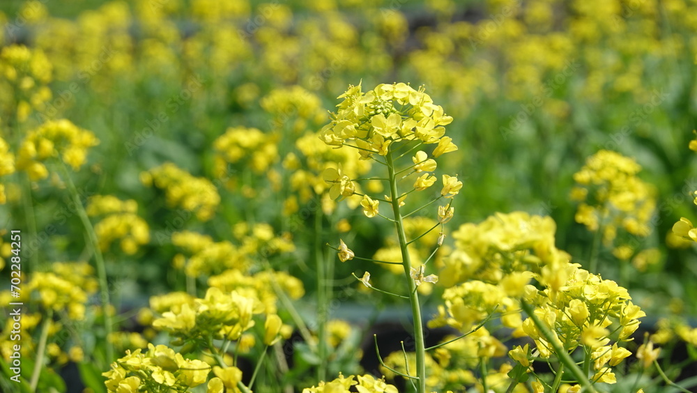 Obraz premium 春の花畑