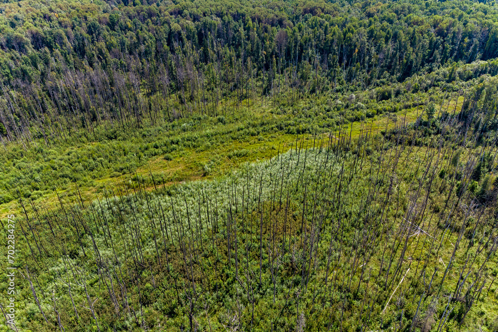 A burned out and overgrown area of forest after a fire on an underground main gas pipe, aerial view