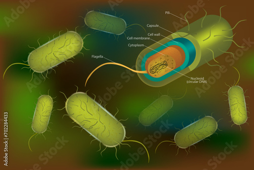 Bacterial cell anatomy labeling structures on a bacillus cell with nucleoid DNA and ribosomes.Rod-shaped Gram-negative bacterium. External structures
