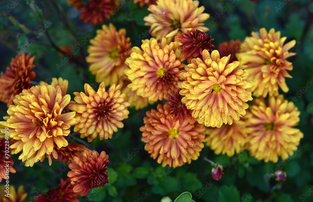 Red chrysanthemum flowers on a bush. Large chrysanthemum flowers in close-up.