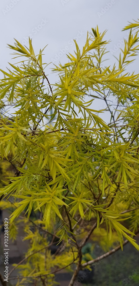 Nature Green Leaves trees Nature Green Leaves trees