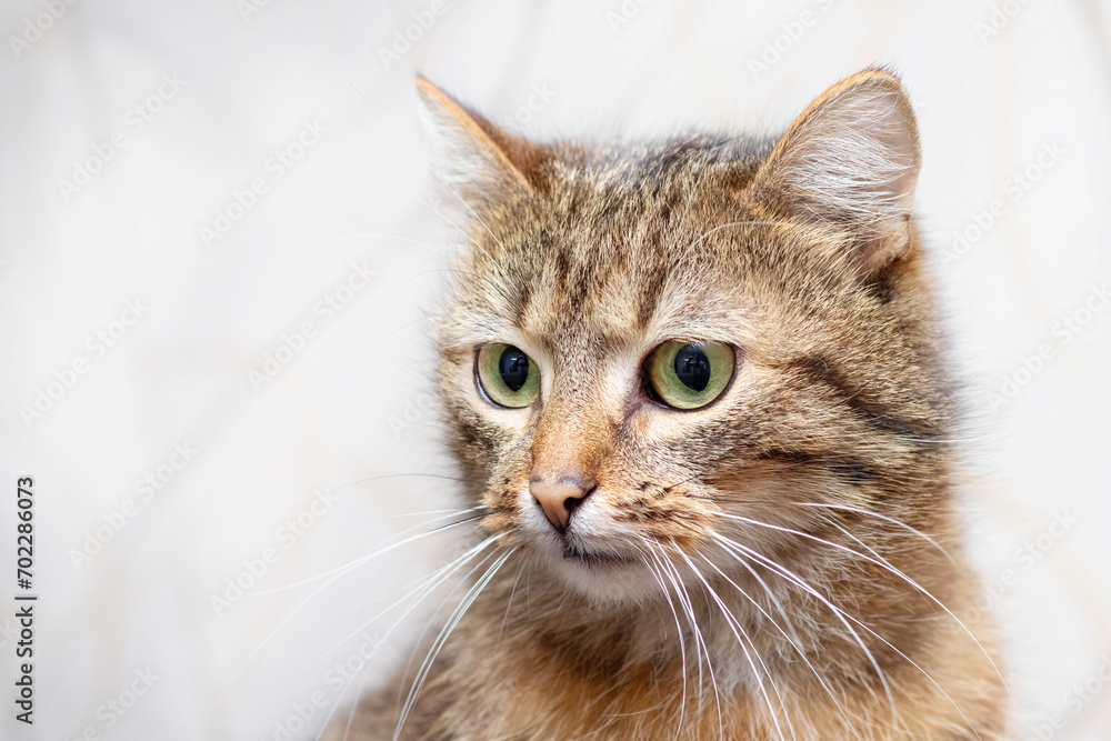 Close-up of a brown tabby cat on a light background