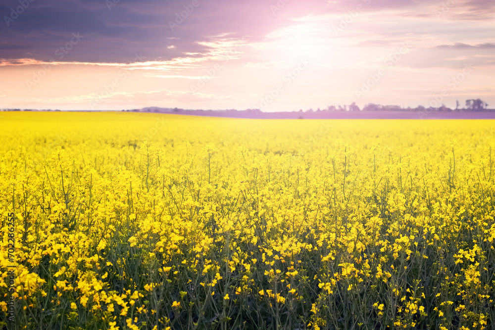 Obraz premium Spring field with yellow rapeseed flowers and picturesque cloudy sky during sunset