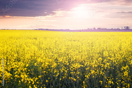 Spring field with yellow rapeseed flowers and picturesque cloudy sky during sunset