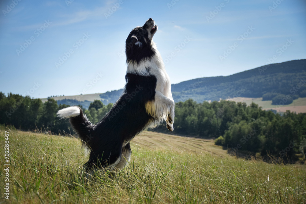Border collie is jumping in the nature. He is so crazy dog on trip. Happy walking with dog. Summer day in nature with dog	
