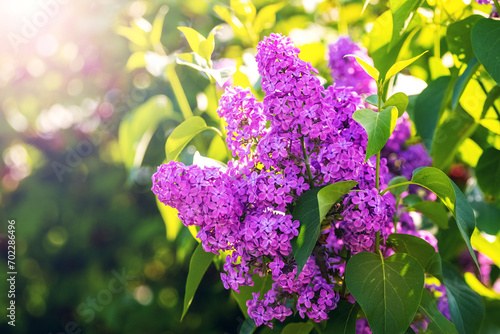 Fotografie Blooming purple lilac in a spring garden